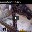 This Giraffe Cam Is The Biggest Internet Craze Right Now!