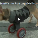 Doggy Born Without Legs Takes First Steps With His New Scooter!