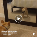 Dog Sees Himself In The Mirror For The First Time