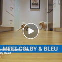 Watch These Adorable Golden Retriever Pups Grow Up In :60…