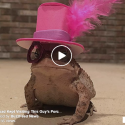 This Toad Is Fierce!